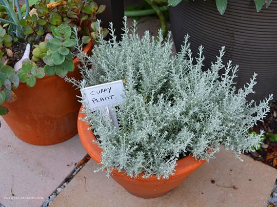 BioMarker for Curry Plant