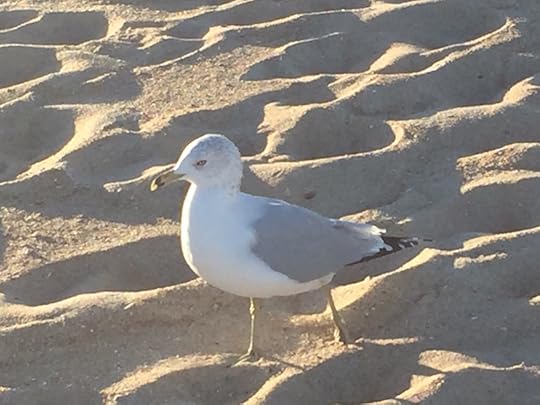 Wandering seagull