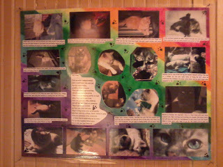 a cat collage I made for my dad