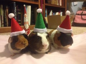 pigs-in-hats