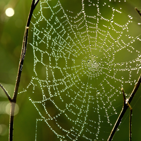 web-600x600-png