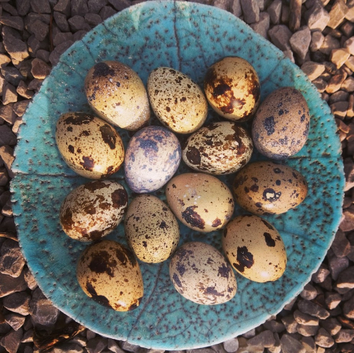 Quail-egg
