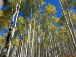 Aspen Trees