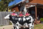cow-pic-1