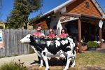 cow-pic-3