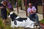 cow-pic-4