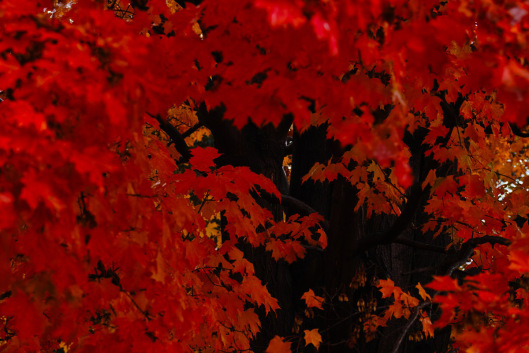 fragments