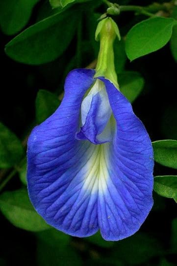  photo clitoria_zpsahyhvch4.jpg