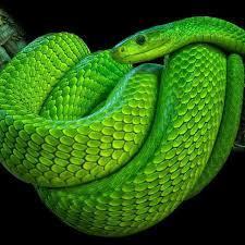 greenmamba