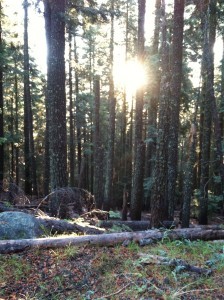 You never know what you're going to come across in the woods.