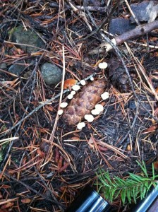 An unusual arrangement of fungi . . .