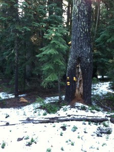 Last night's snow . . .