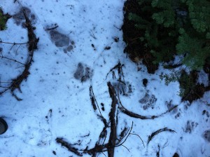Or a bear crossing your track within ten minutes of you.