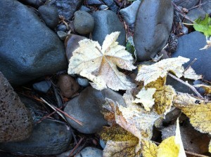 Where I admired frosted leaves . . .