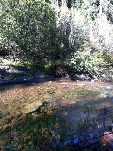 Clear water in the sun . . .
