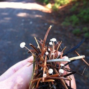 Minute,delicate fungi . . .