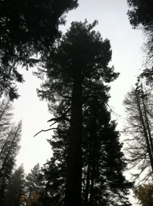A forest giant . . .