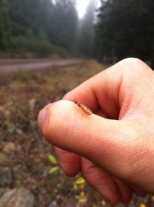Other fantastic creatures.