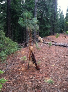 An elk rub bolstered my spirits after an uphill hike.