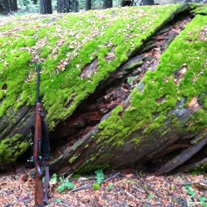 I wandered and rested until evening, marveling at this fallen giant . . . with my rifle for perspective.