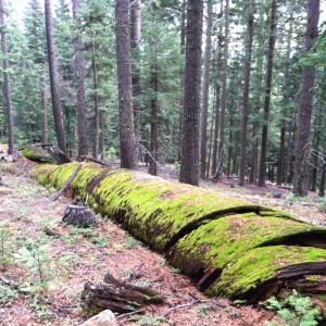 Over a hundred feet tall, now long.