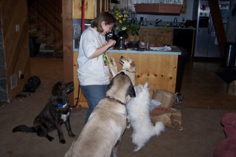 Training time, with Donna, Snowball, Spoon, and Rainne. 
