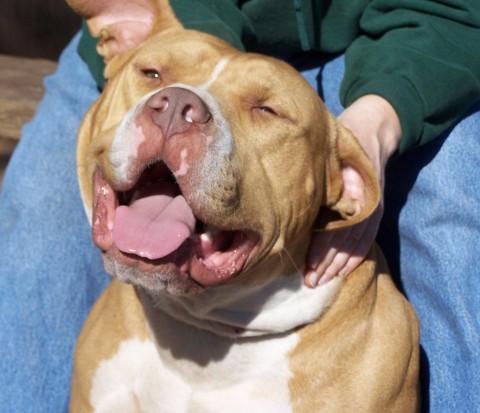 King Louie