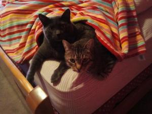 vulcom-jetta-12-2011