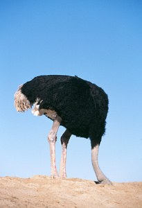 head in the sand