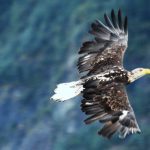 The overview depends on releasing the conditions of space and flying through inherent, unbounded awareness.
