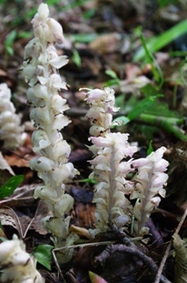 Toothwort2