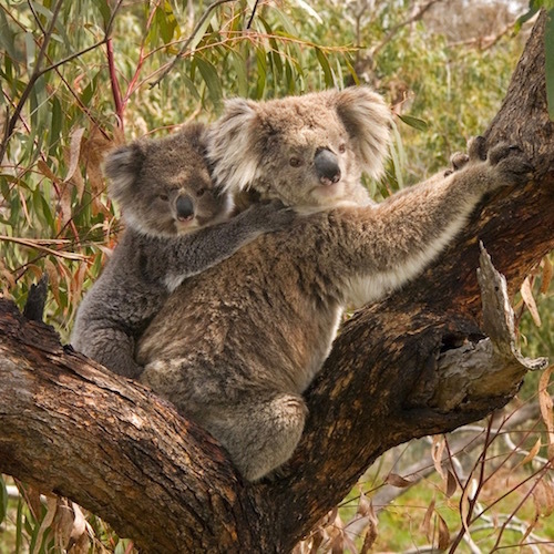 1024px-Koala_and_joey (1).jpg