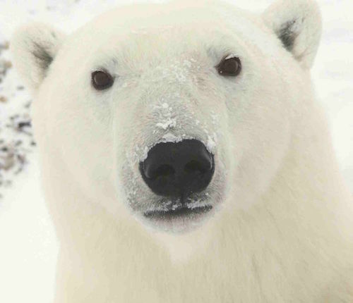 Polar_Bear_0319_-_23-11-06.jpg