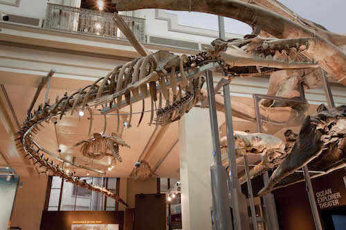NHB2010-03659_BasilosaurusOceansHall.jpg