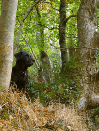 Nattadon Woods 2