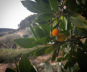 Arbousier-strawberry-tree