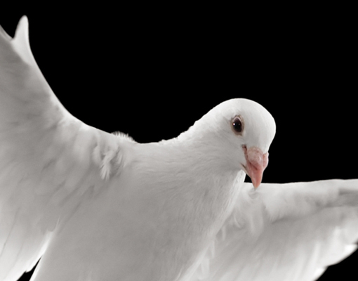 dove flying