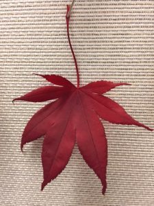 leaf