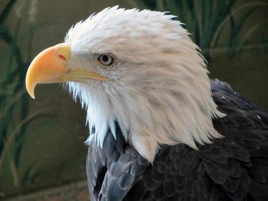 Megyn Kelly, electoral college, Trump, Kushner, Clinton, election