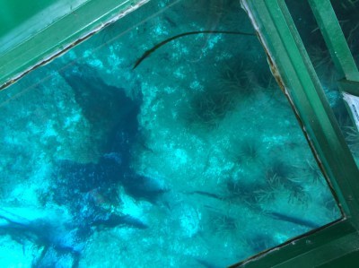 silversprings4