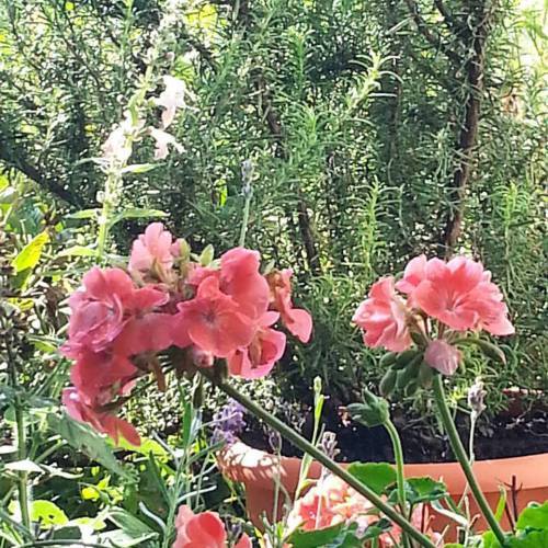 rosemary-in-pot-outdoors-with-lavender-and-geranium-jpg1