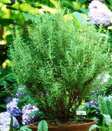 rosemary