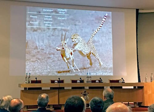 Gardner cheetah slide.jpg