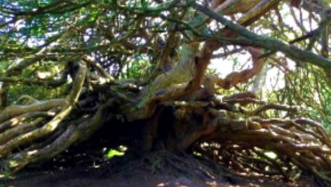 crom_yew_tree