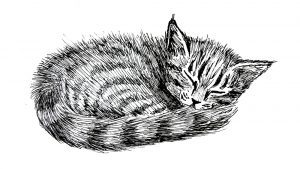 Sleeping Kitten by Rohvannyn Shaw