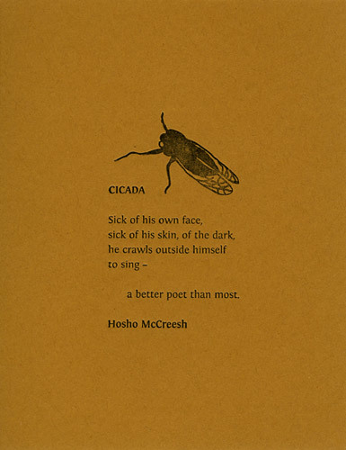 Cicada