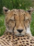 cheetah_tansy2