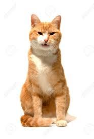 Image result for Angry orange cat free photo