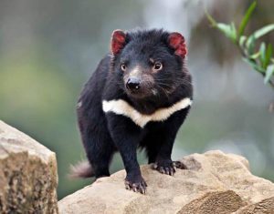 save-the-tasmanian-devil-03