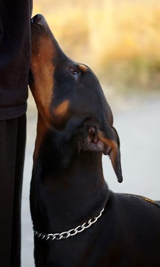 Doberman: 